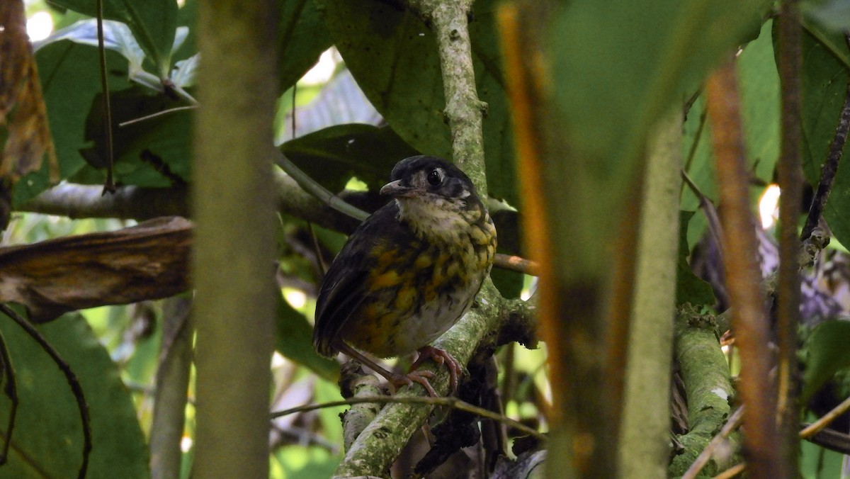 White-lored Antpitta - ML180027811