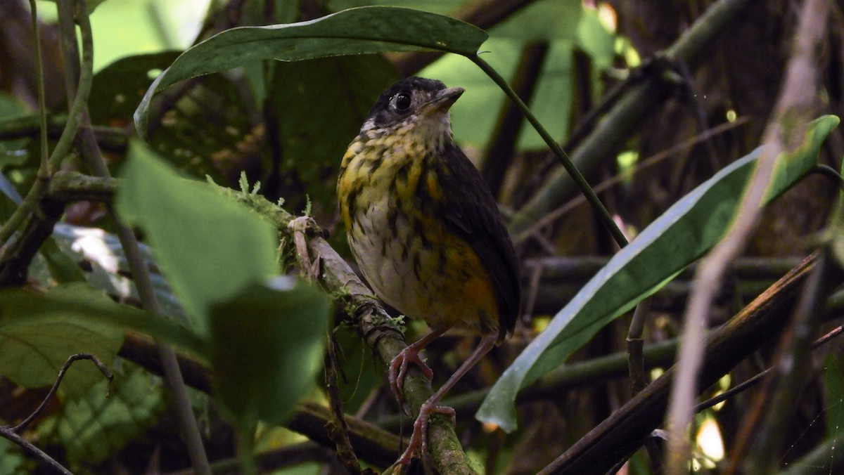 White-lored Antpitta - ML180027831