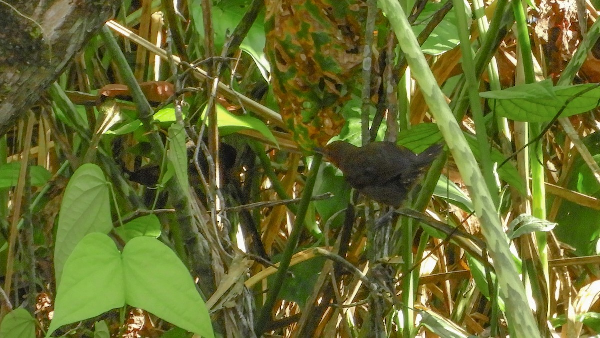 Riparian Antbird - ML180027931