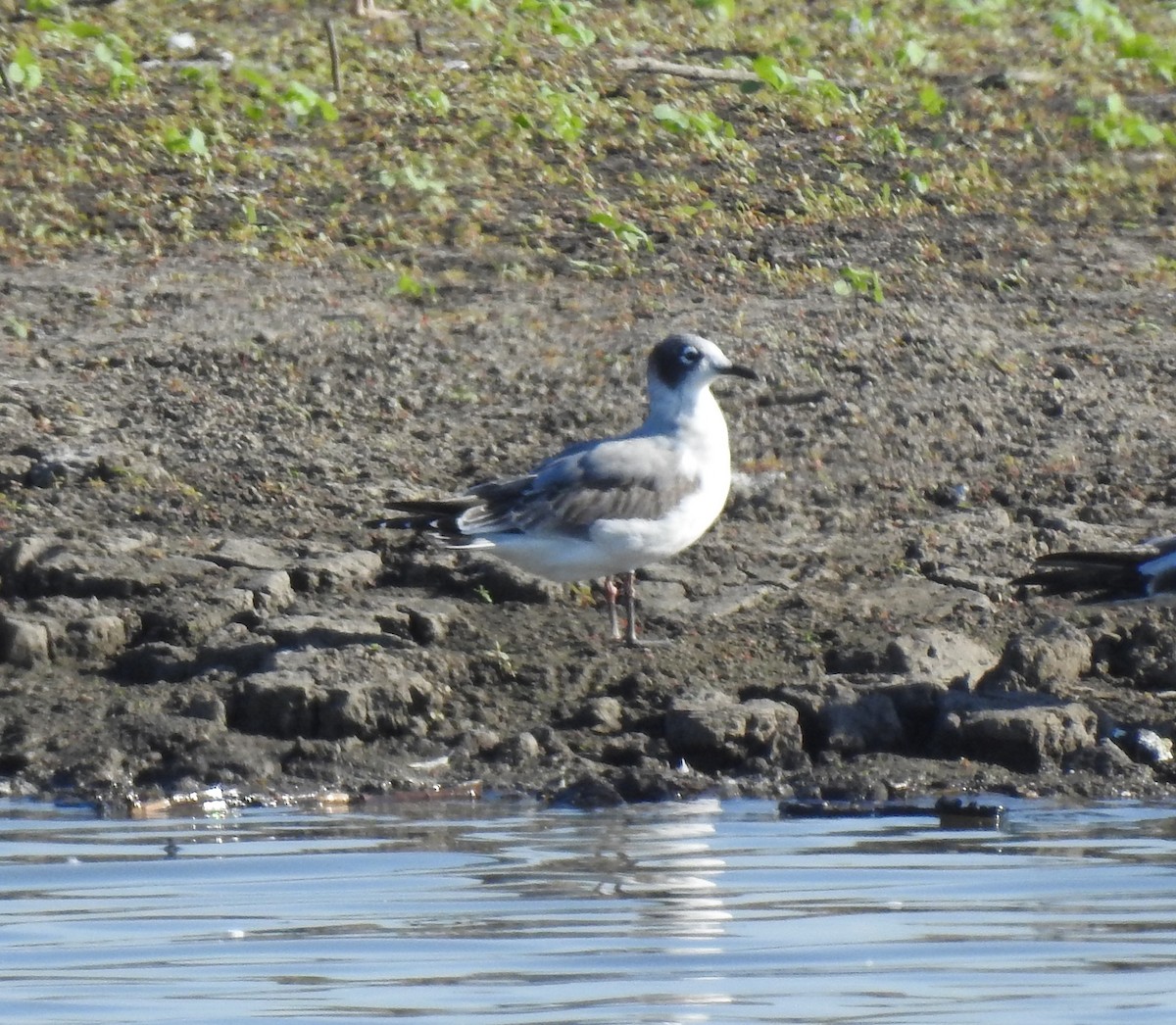 Franklin's Gull - Mike Thelen