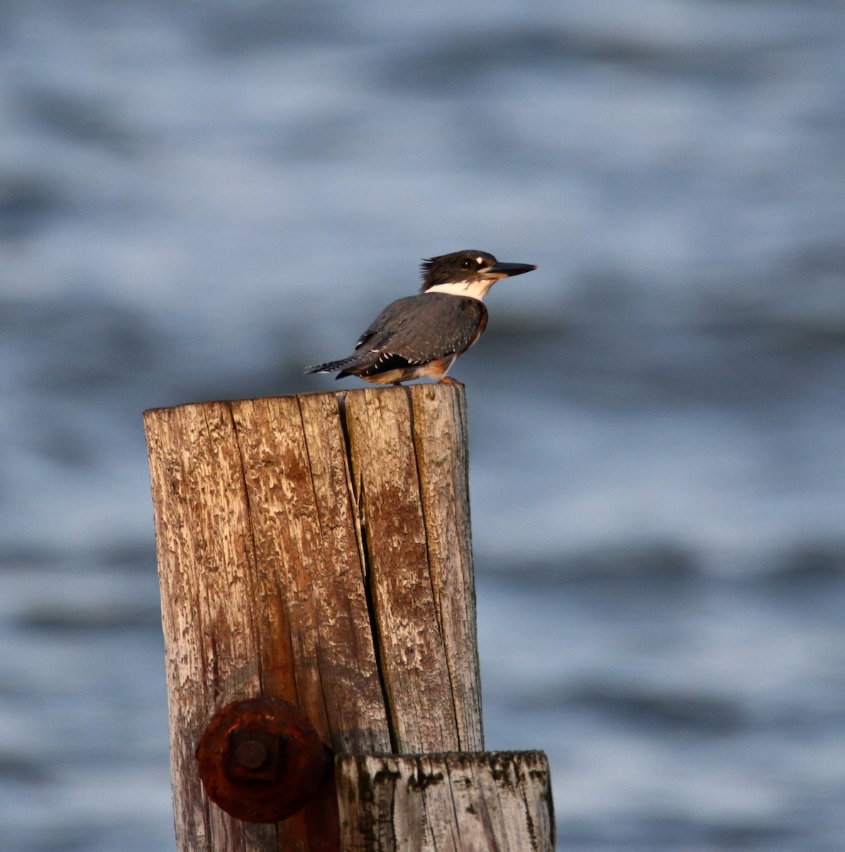 Belted Kingfisher - ML180029481
