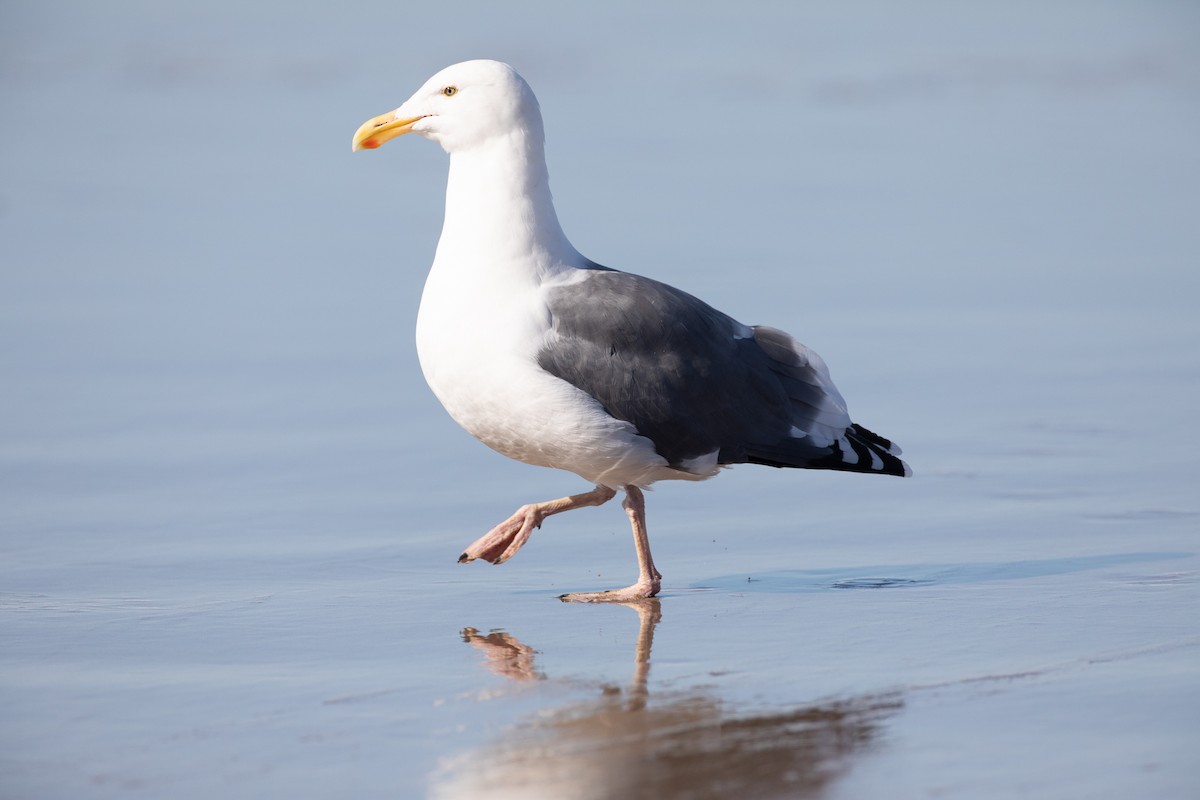 Western Gull - ML180029761