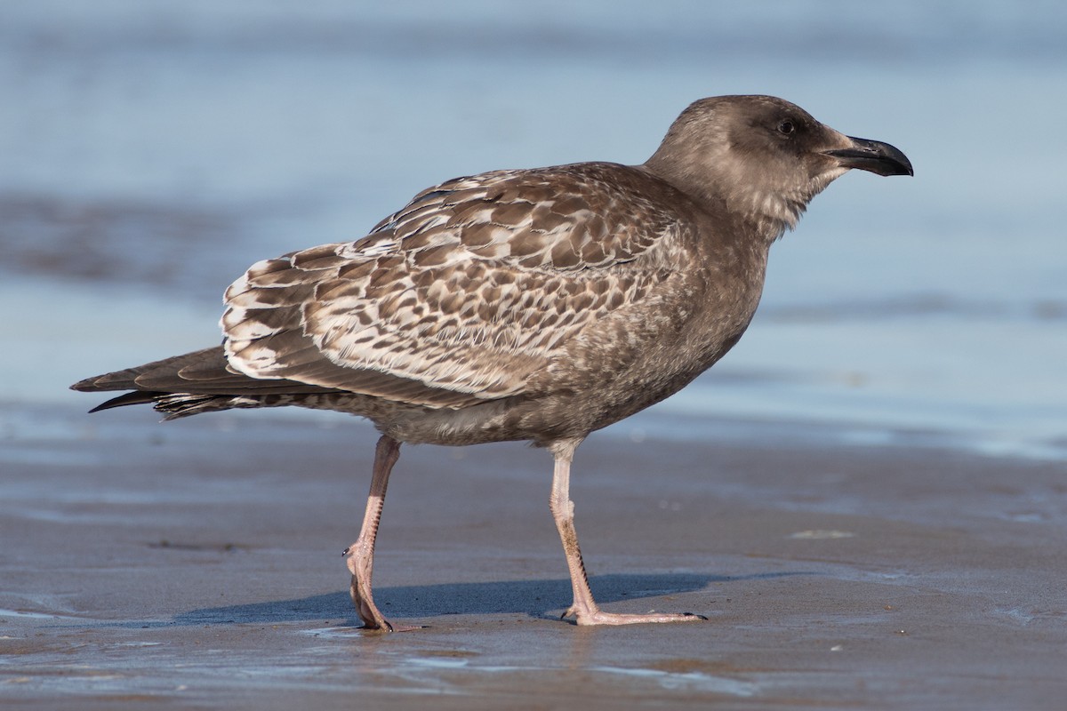 Western Gull - ML180029771