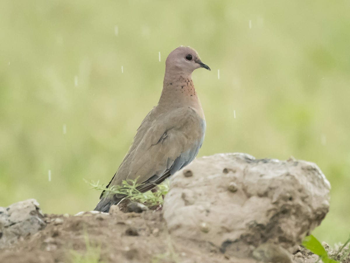 Laughing Dove - ML180030131