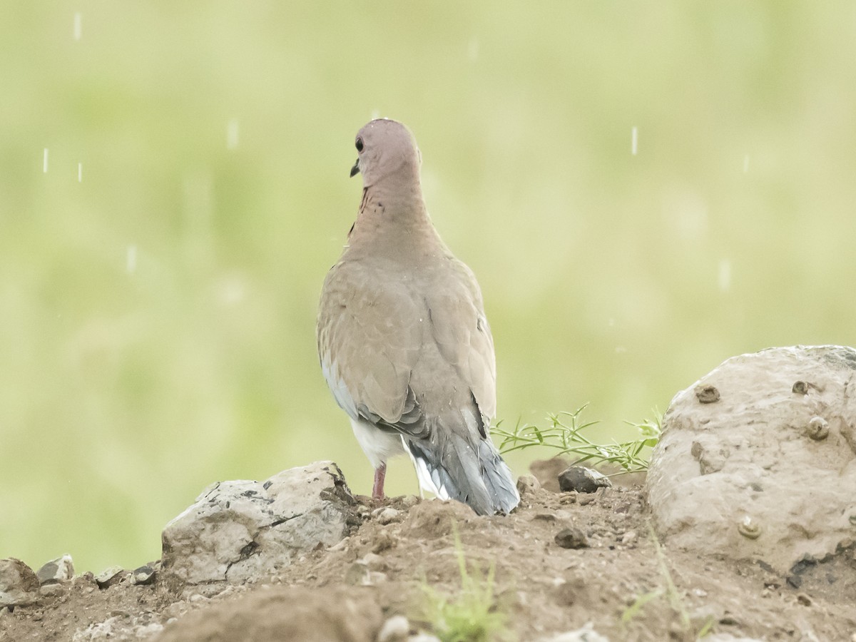 Laughing Dove - ML180030151