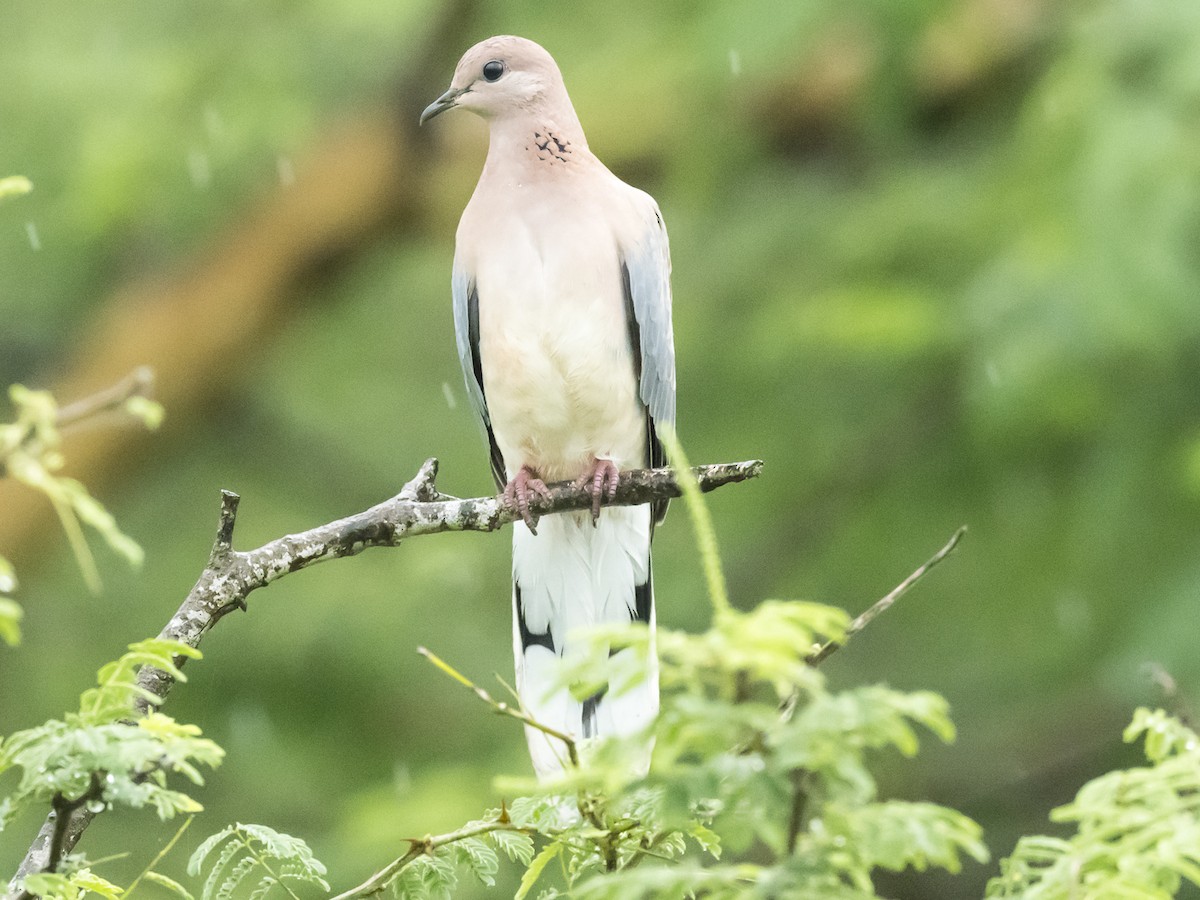 Laughing Dove - ML180030221