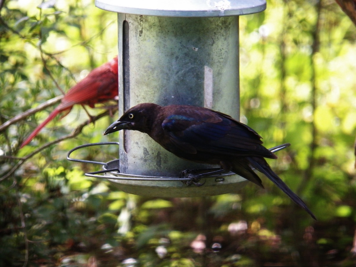 Common Grackle - ML180030471