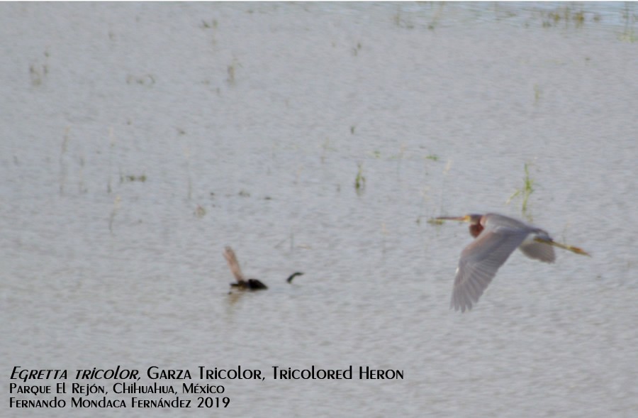 Tricolored Heron - ML180030871