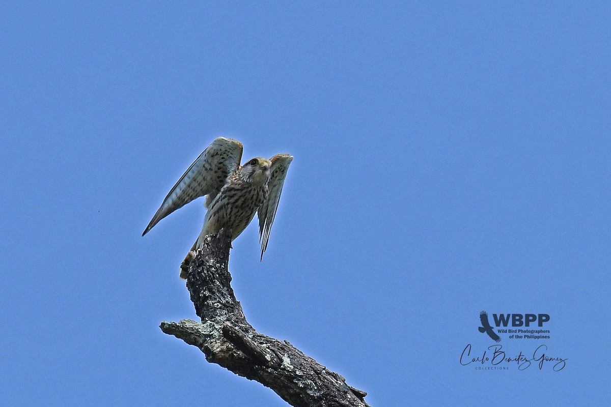 紅隼 - ML180035381