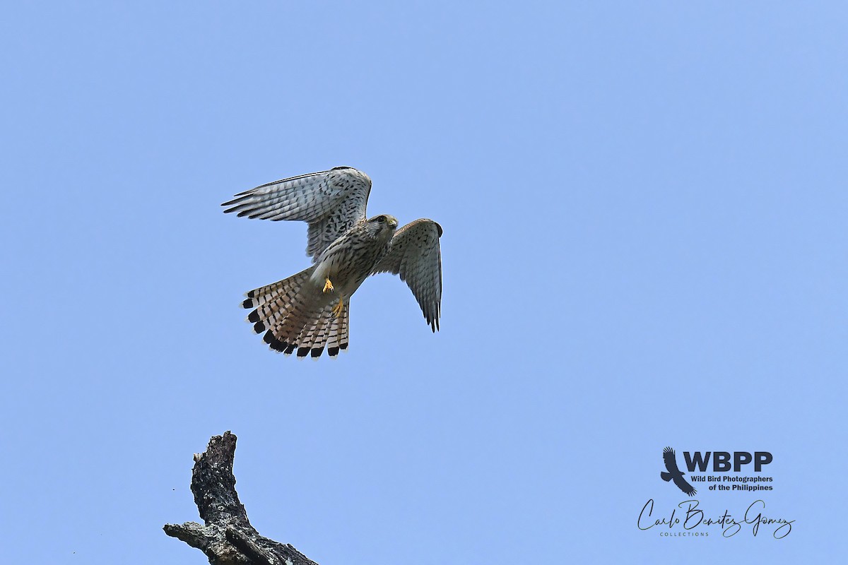 Eurasian Kestrel - ML180035391