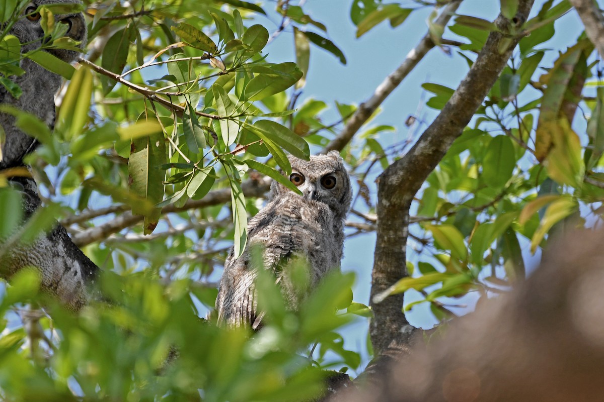 Great Horned Owl - ML180035661