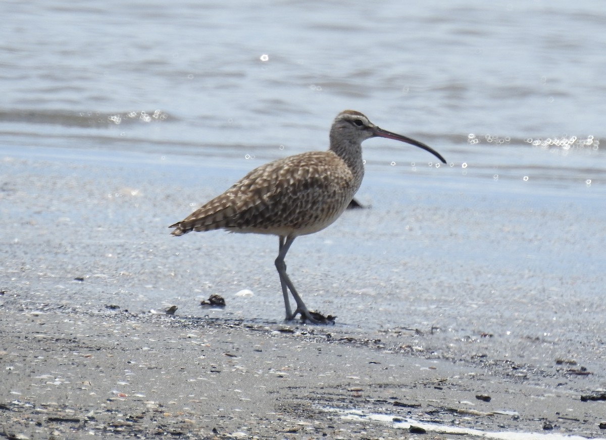 Whimbrel - Francisco Dubón