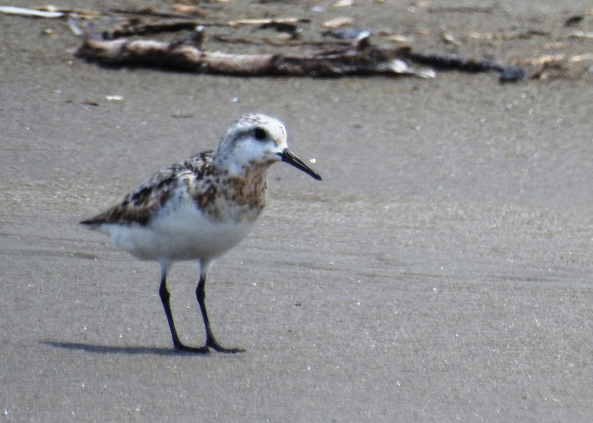 Bécasseau sanderling - ML180036321