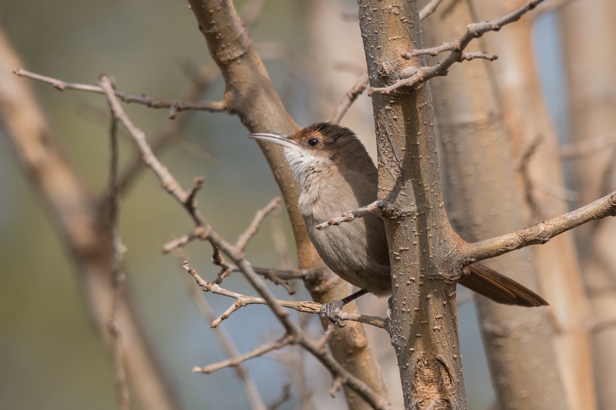 Chaco Earthcreeper - ML180039471