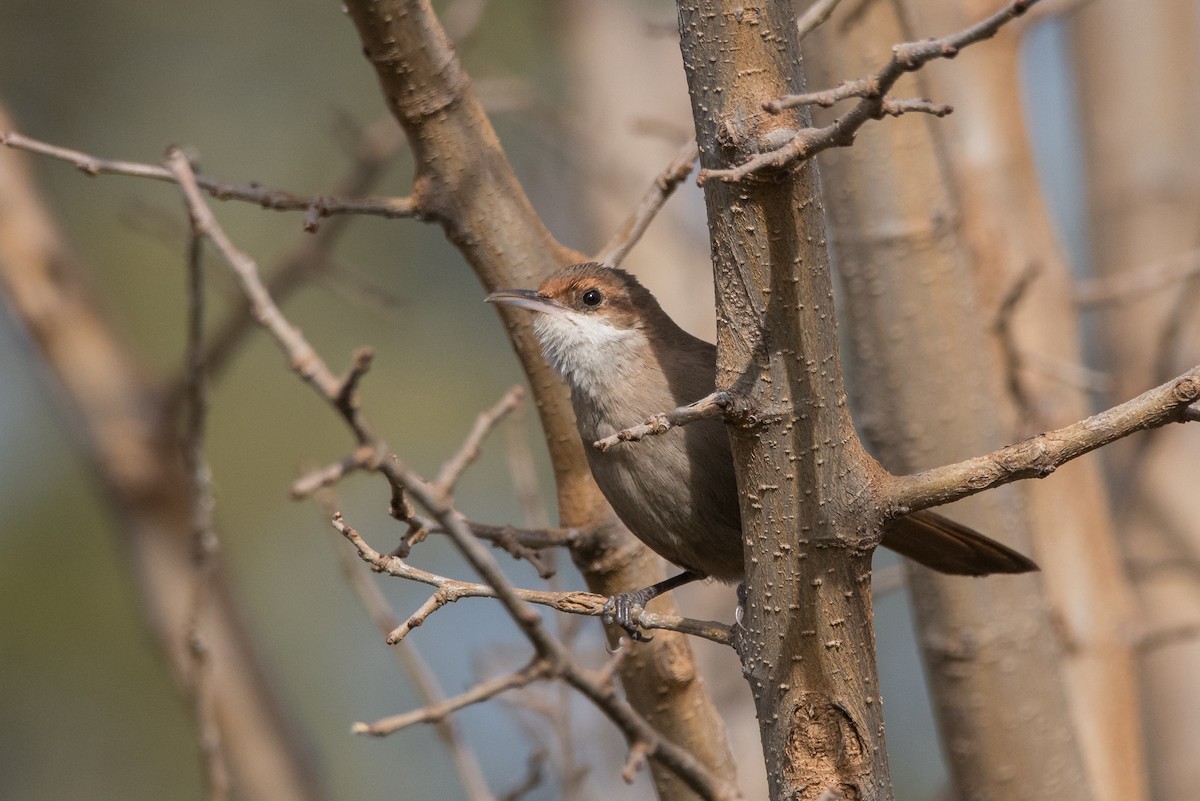 Chaco Earthcreeper - ML180039481