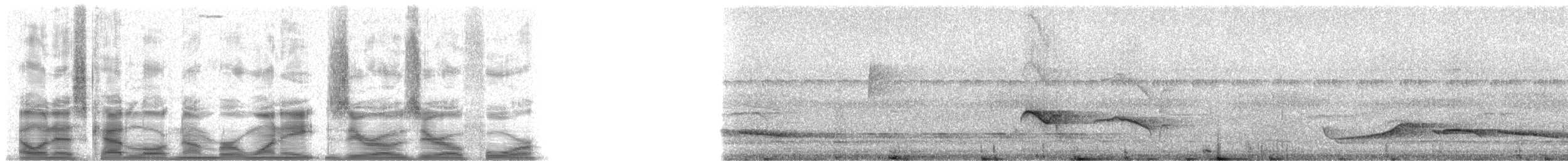 Ringed Antpipit - ML18004