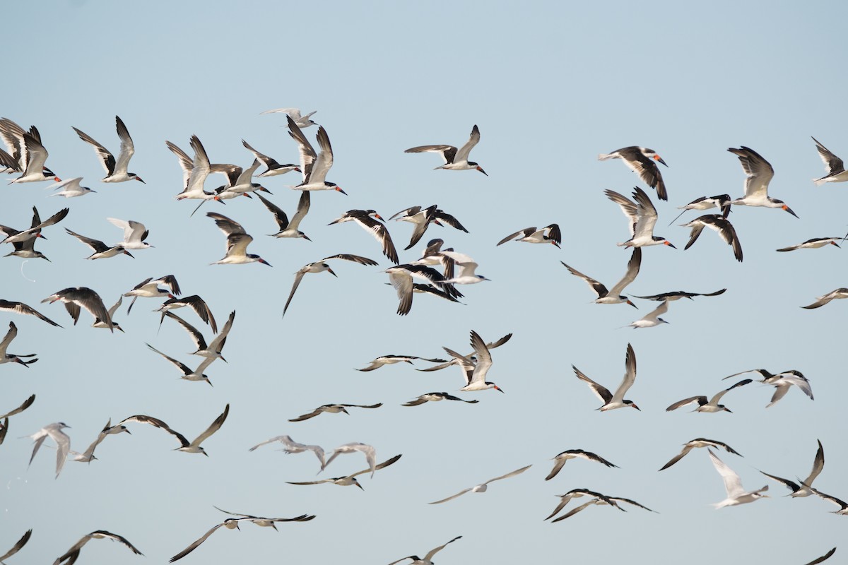 Black Skimmer - Pablo Re