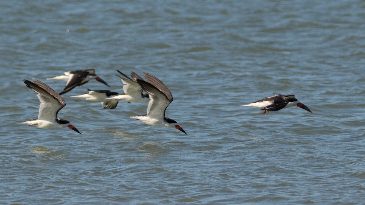 Black Skimmer - Pablo Re