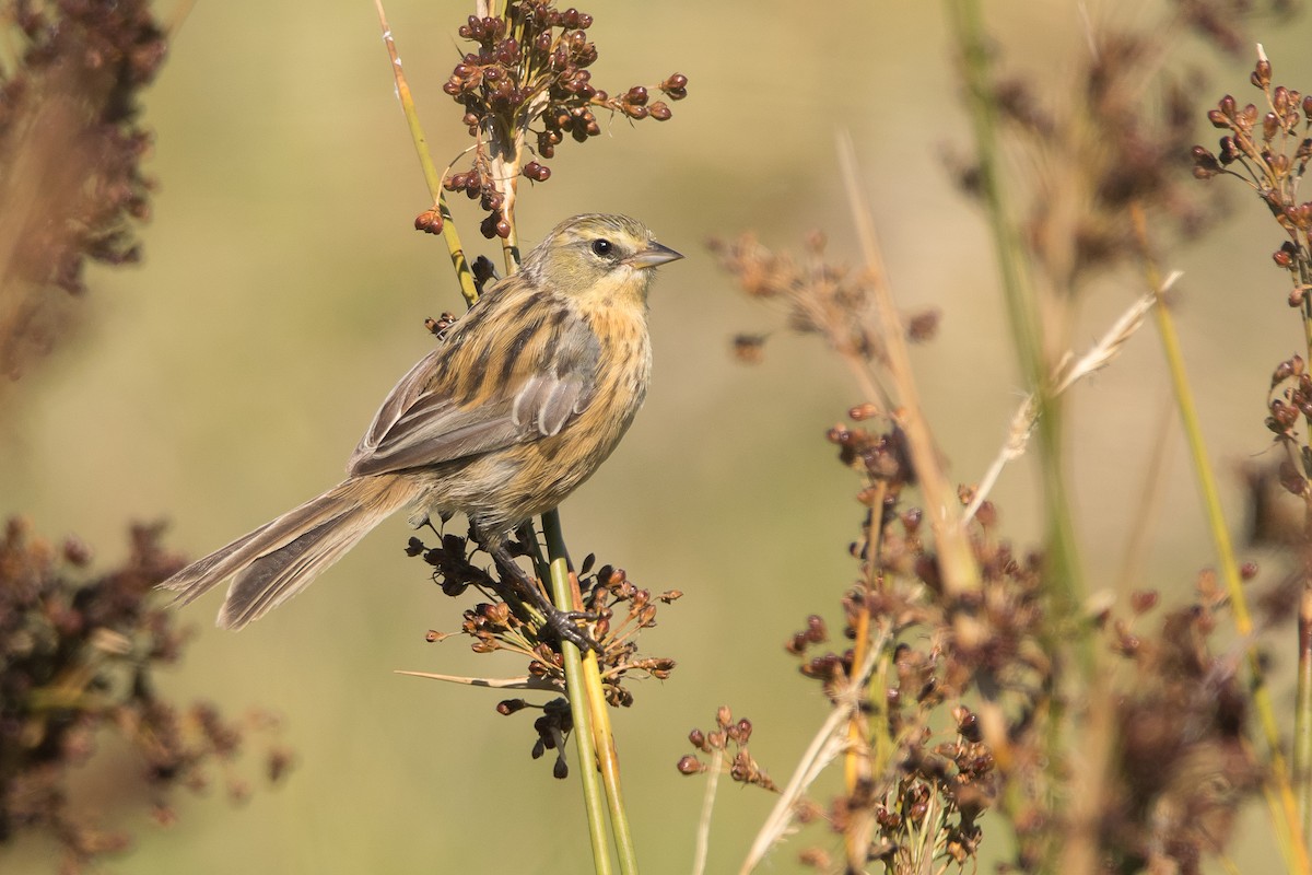 Long-tailed Reed Finch - ML180040441