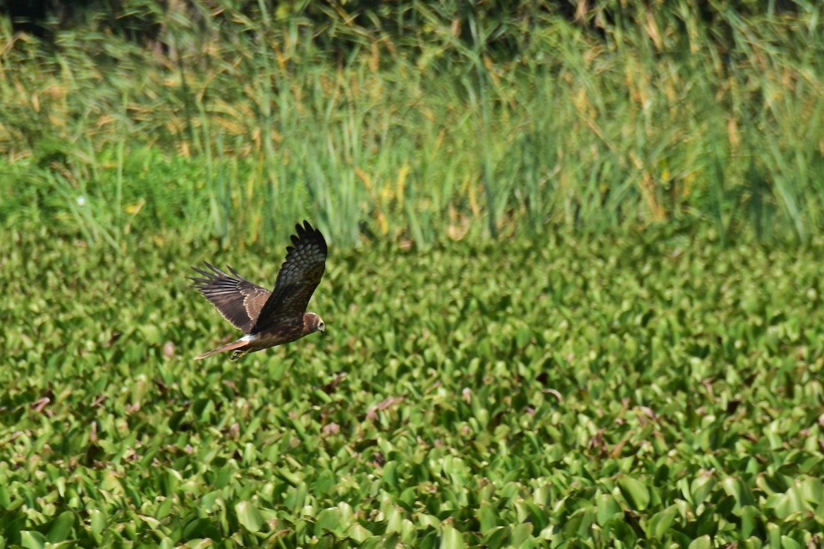 Pied Harrier - Kun-Hui  Lin