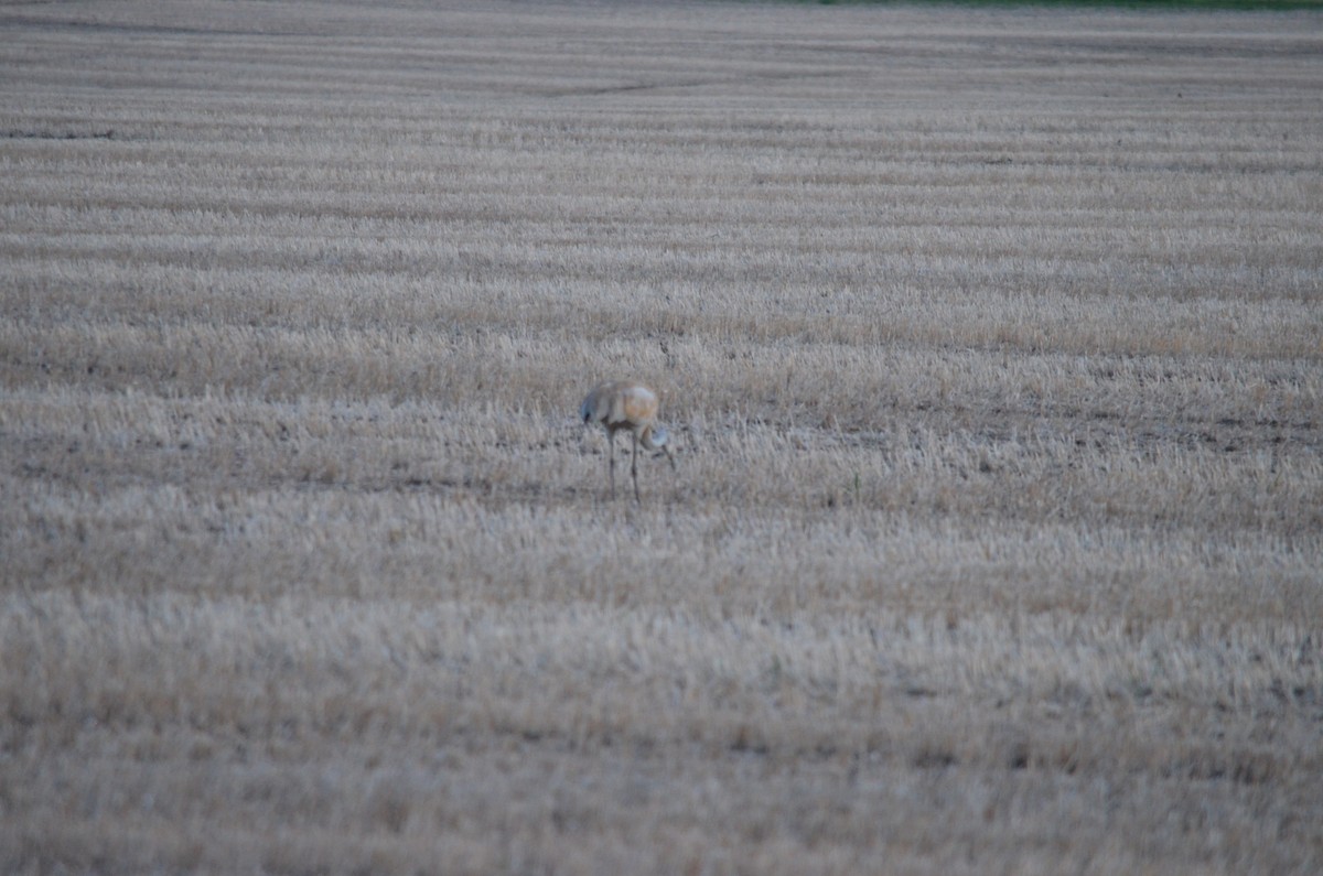 Sandhill Crane - Team Sidhu-White