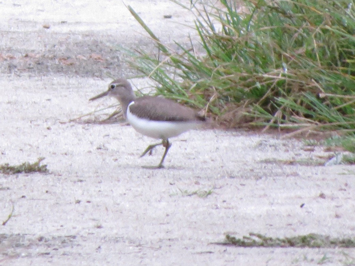 Common Sandpiper - ML180043941