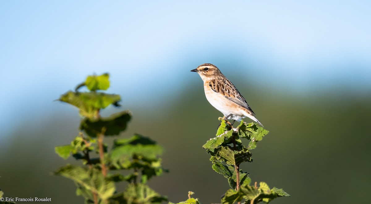 Whinchat - ML180044341