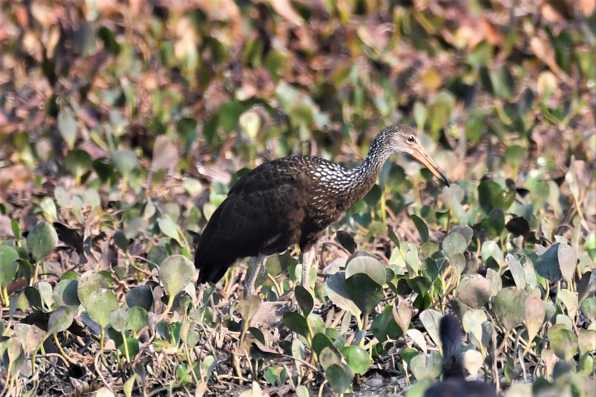 Limpkin - ML180045451