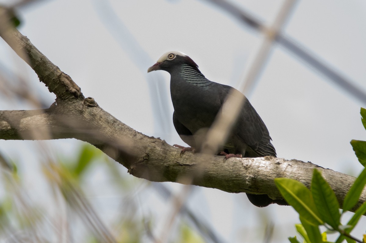White-crowned Pigeon - Pablo Re