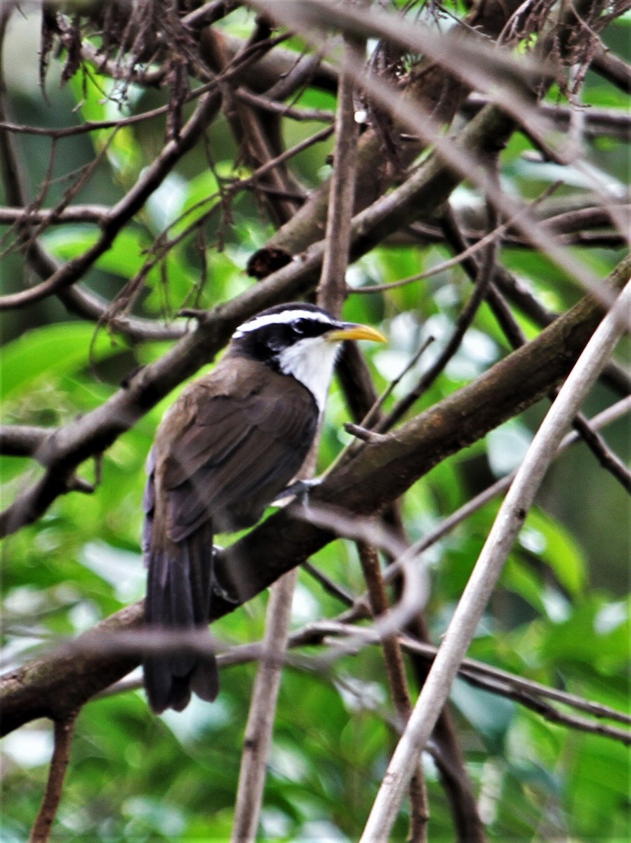 Indian Scimitar-Babbler - ML180046361