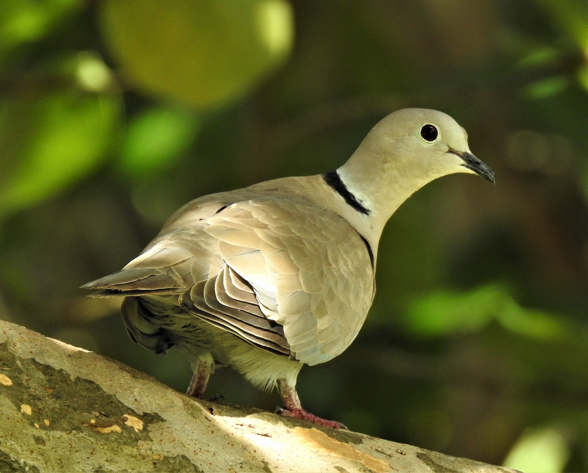 Eurasian Collared-Dove - david gabay