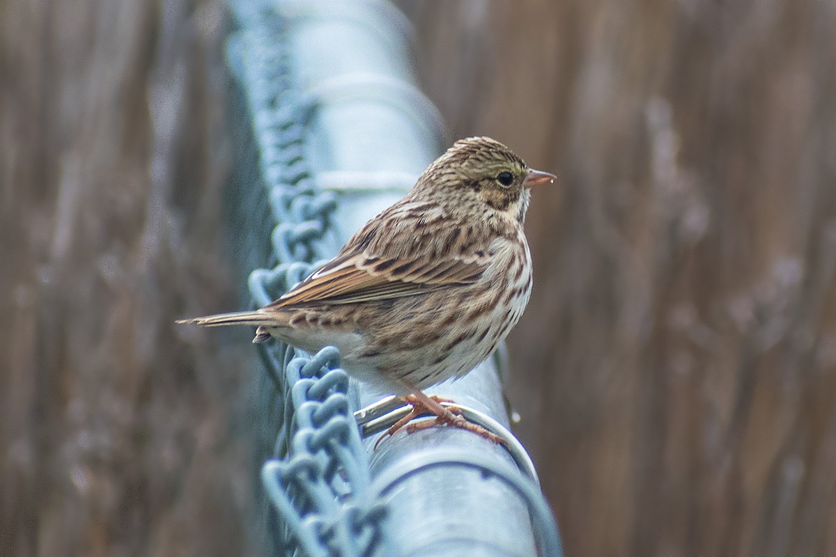 Savannah Sparrow - ML180048001