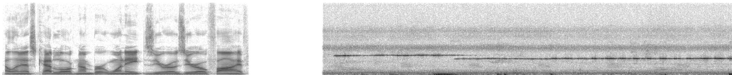 Pullu Çıtkuşu [marginatus grubu] - ML18005