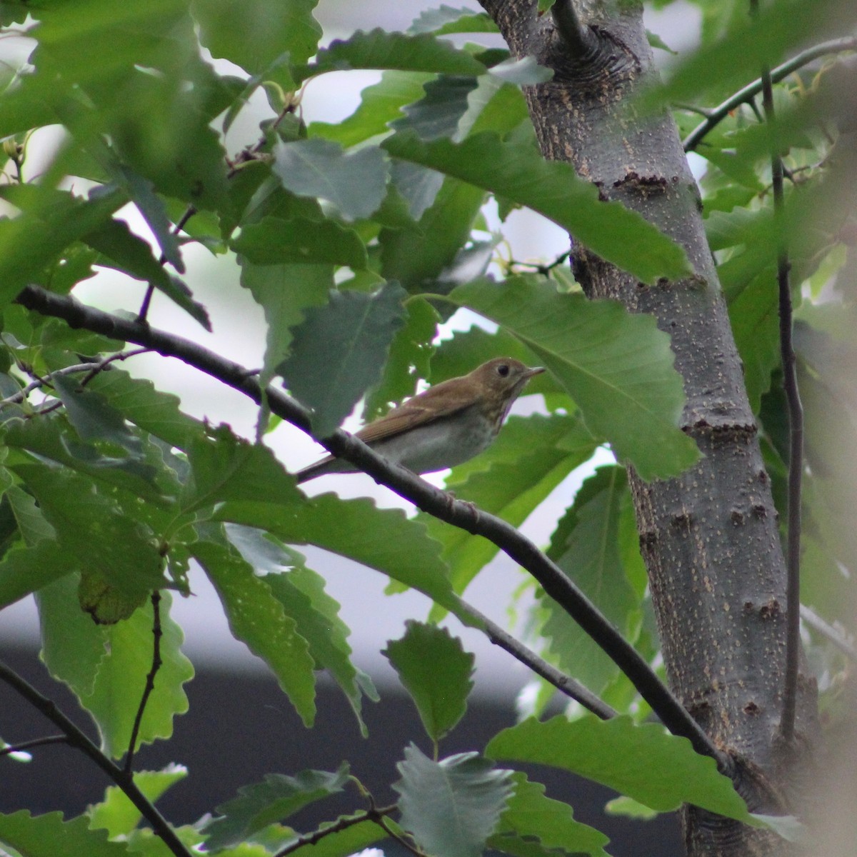 Veery - ML180050201