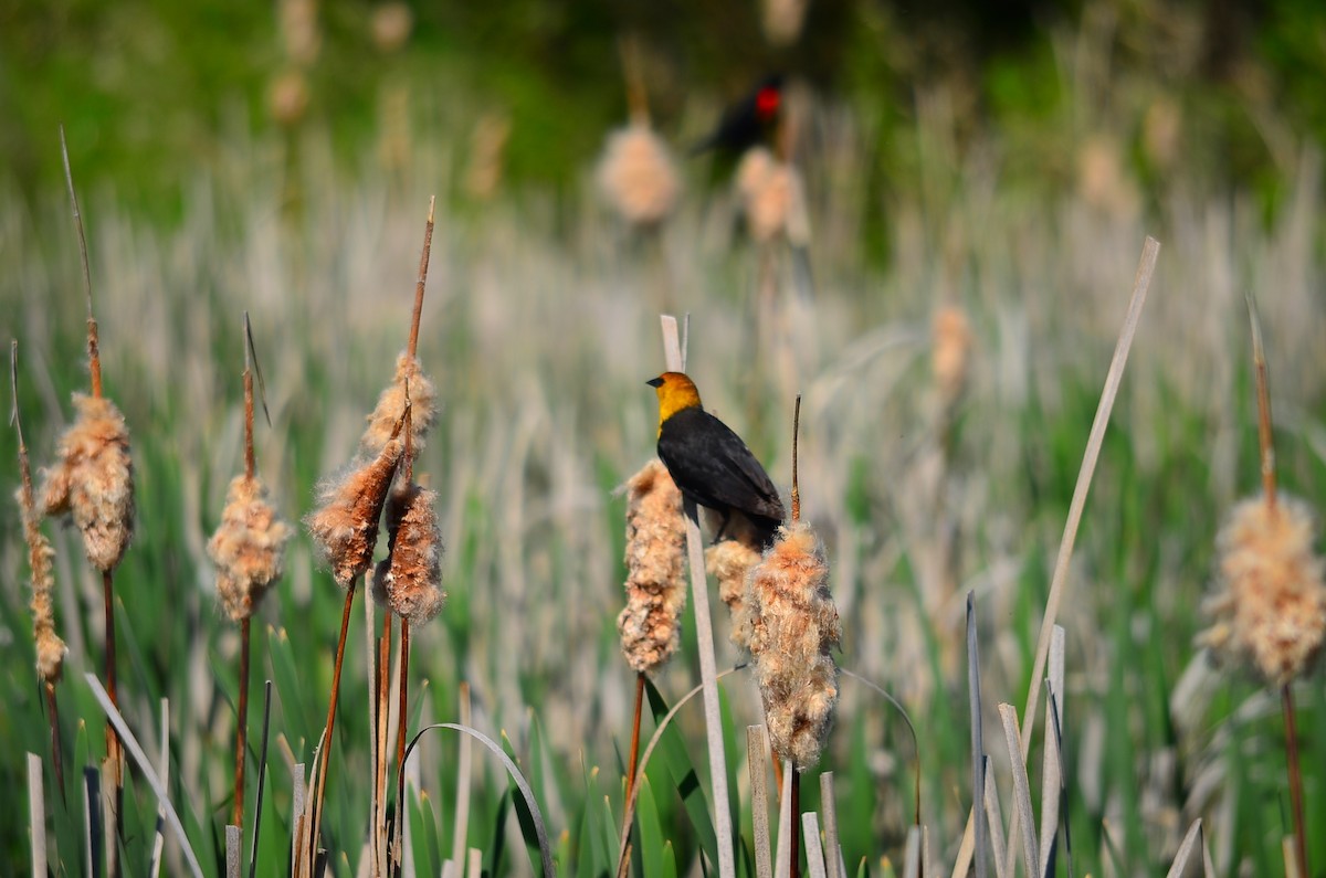 Yellow-headed Blackbird - ML180051061