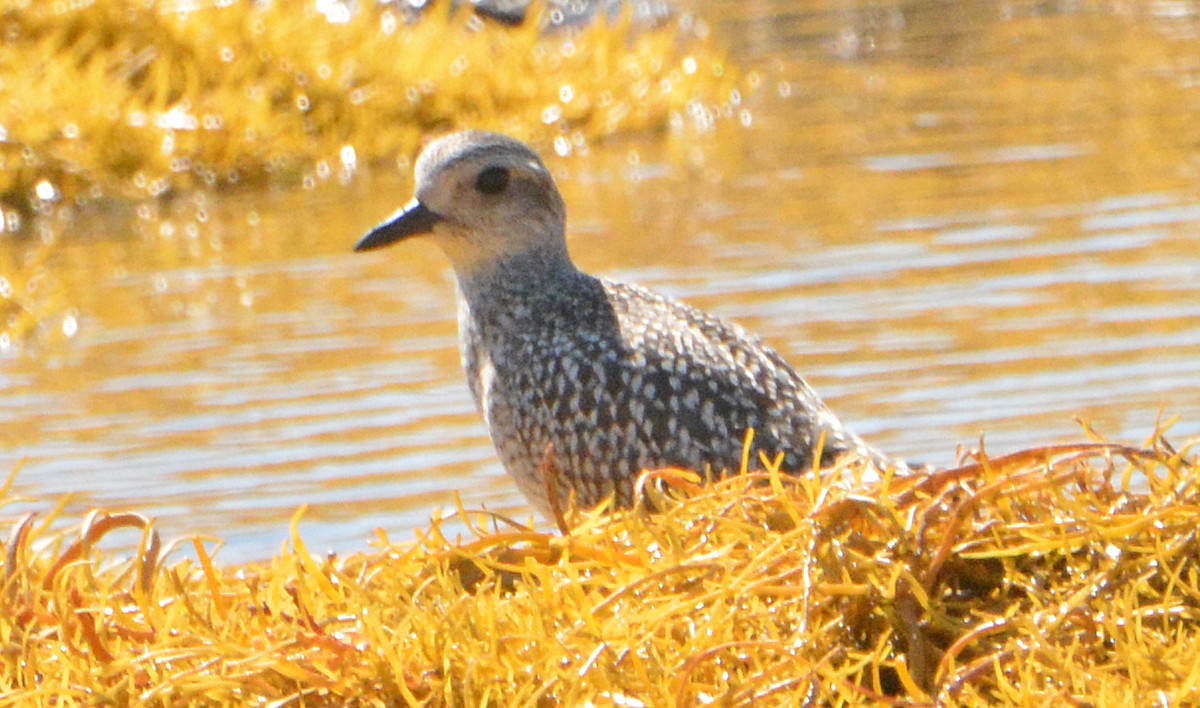 Black-bellied Plover - Michael J Good