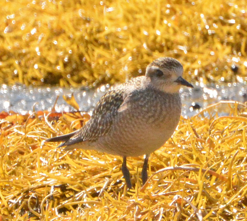 American Golden-Plover - ML180055701