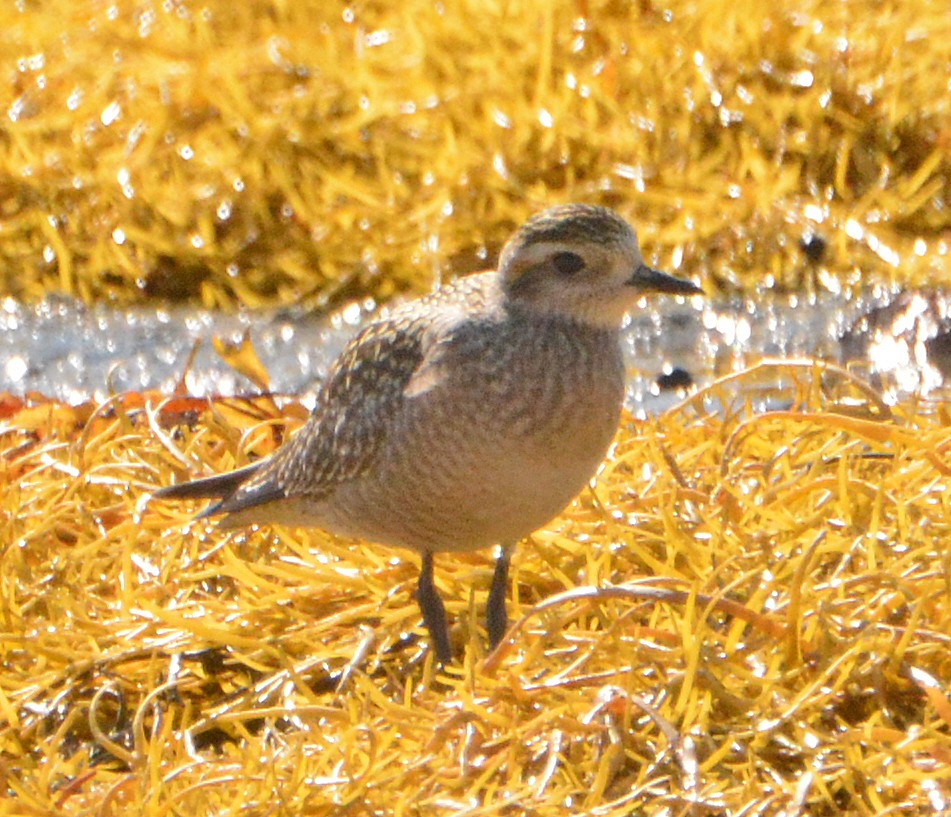 American Golden-Plover - ML180055711