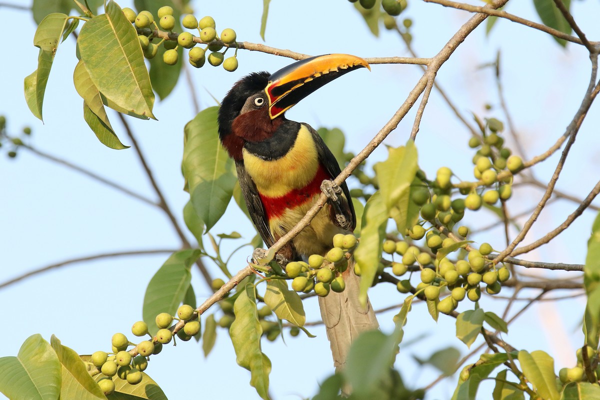 Chestnut-eared Aracari - ML180057561