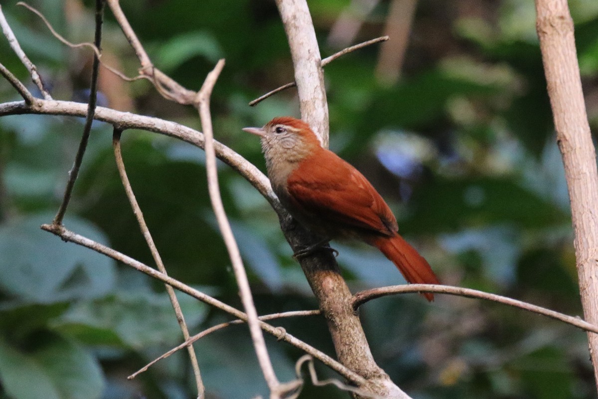Rusty-backed Spinetail - ML180058191