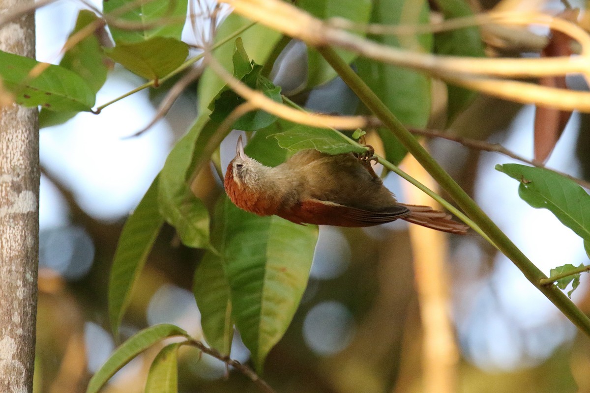 Rusty-backed Spinetail - ML180058251