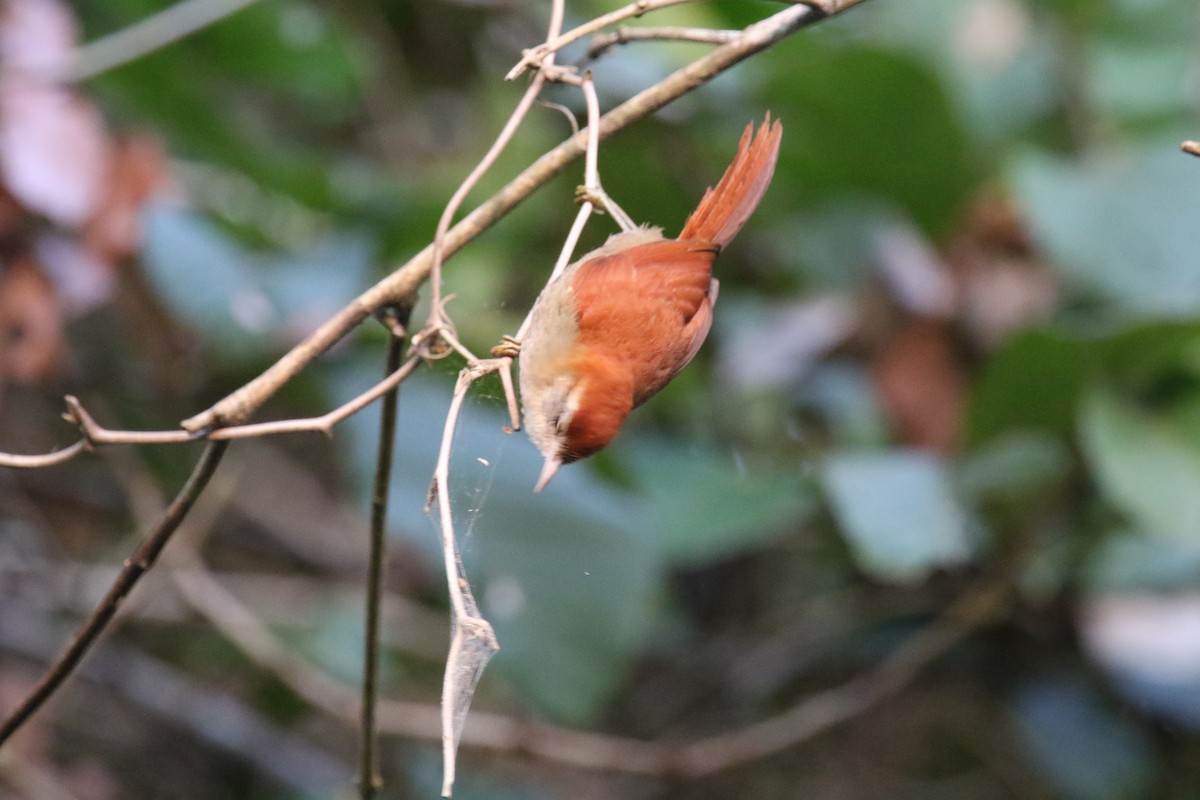 Rusty-backed Spinetail - ML180058261