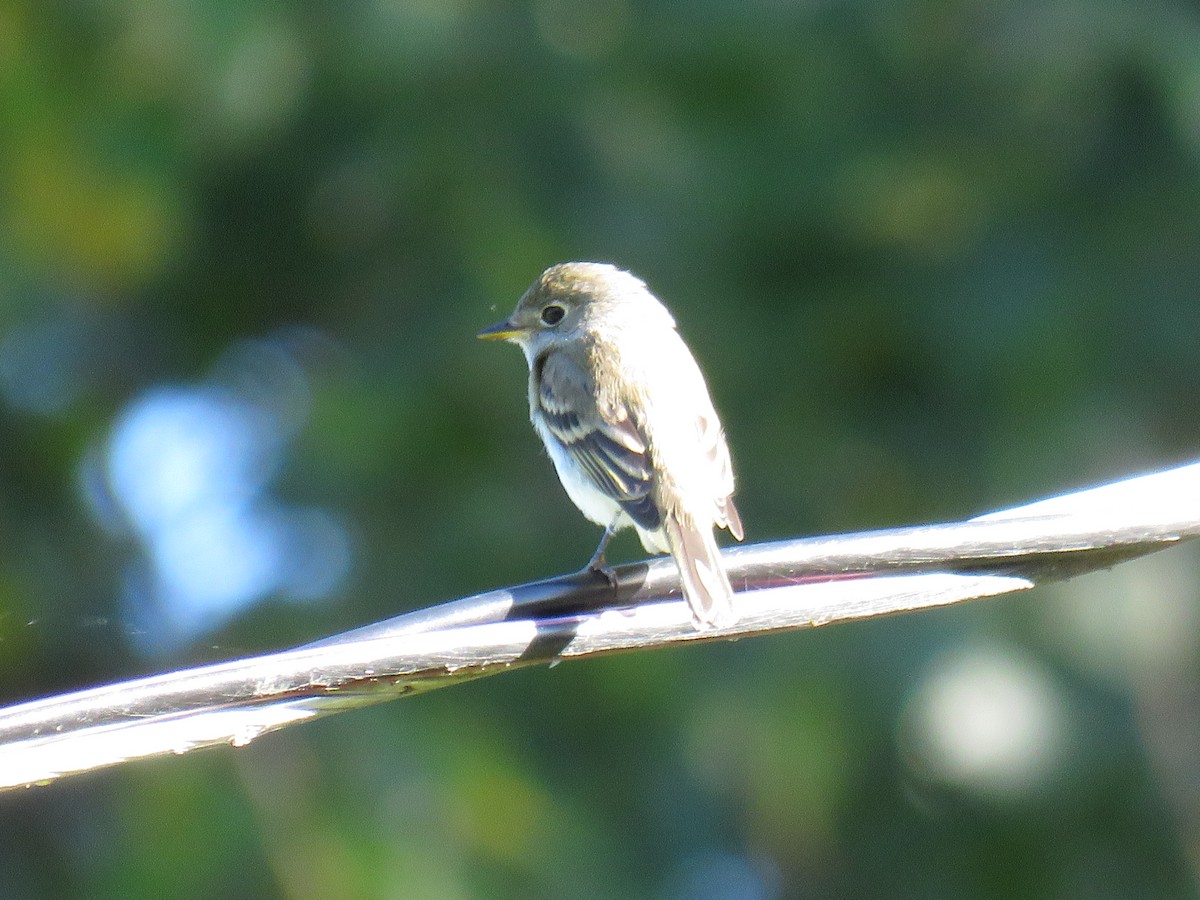 Least Flycatcher - Françoise Brunette