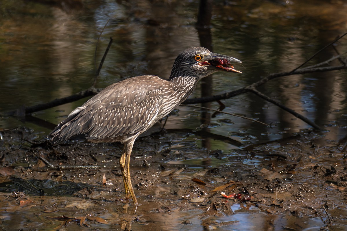 Yellow-crowned Night Heron - Rackoff Wayne