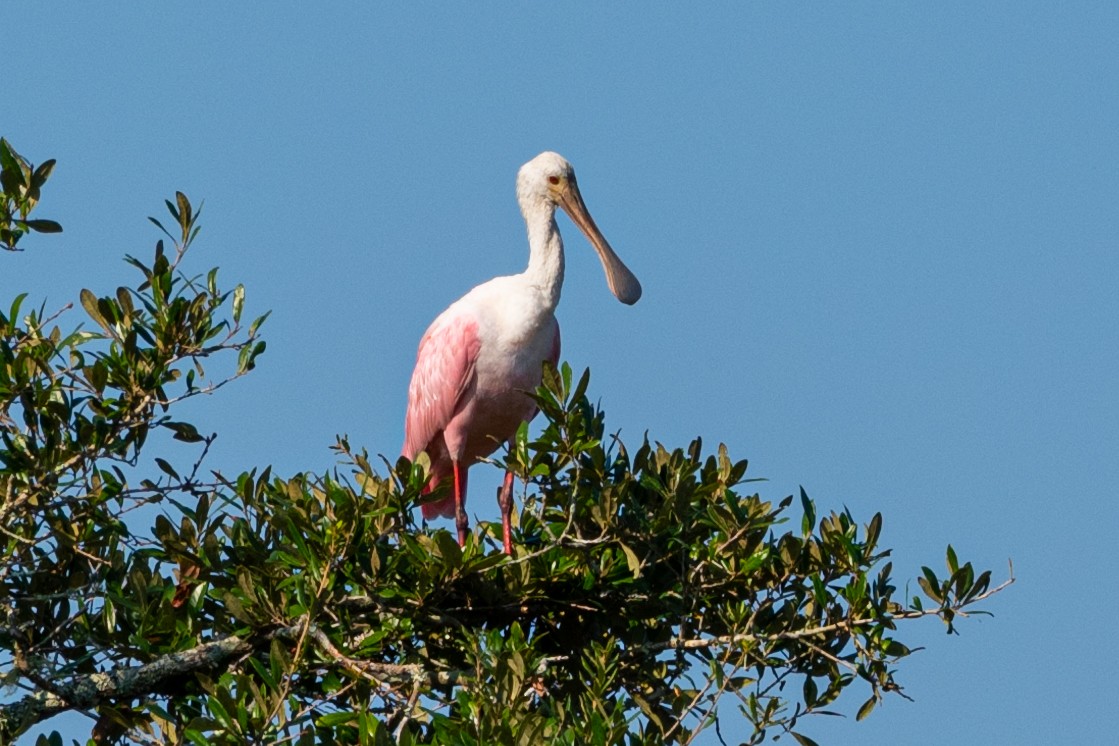 Roseate Spoonbill - Rackoff Wayne