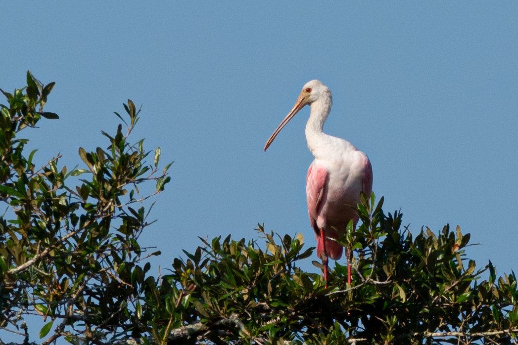 Roseate Spoonbill - Rackoff Wayne