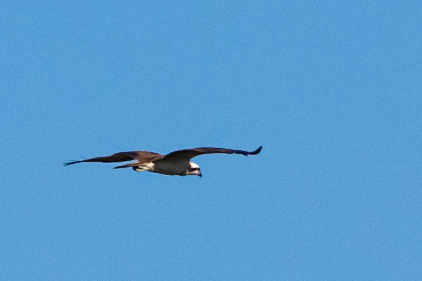 Balbuzard pêcheur - ML180060341