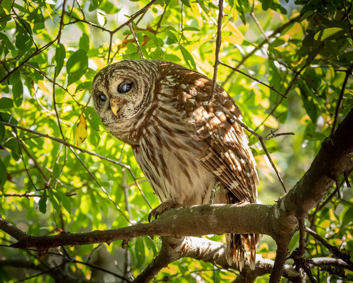 Barred Owl - Rackoff Wayne