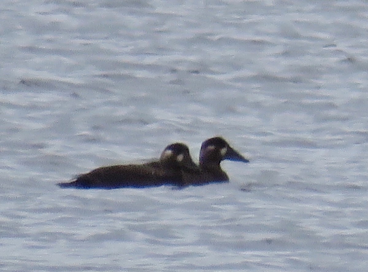 Surf Scoter - ML180060821