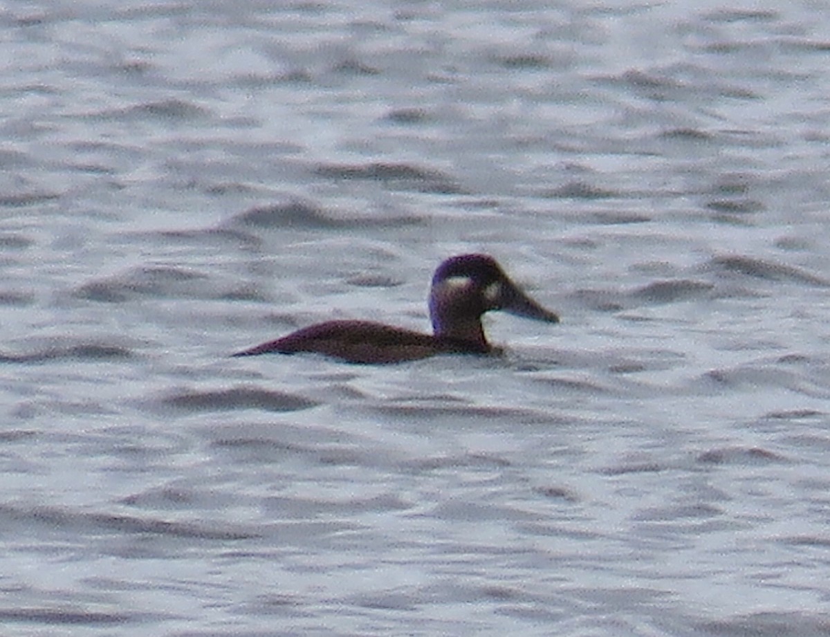 Surf Scoter - ML180060831